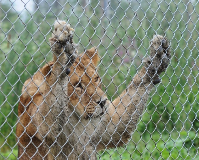 Risultati immagini per no agli animali negli zoo